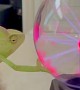 My Veiled Chameleon Anubis Learning to Touch the Plasma Globe