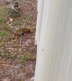 Raccoon Eats Iguana Tail