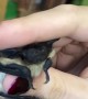 Holding a Little Bat