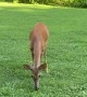 Boyfriend Scares Away Deer