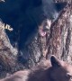 Bear Cubs Wait for Mom in Tree