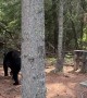 Curious Black Bear Wanders into Campsite Picnic Area