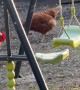 Christine the Hen on a Swing