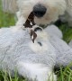 Puppy and His Butterfly Friend