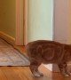 Clever Cat Turns on Light Switch