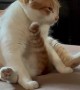 Orange Cat's Odd Grooming Session