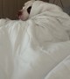 Dog Looks Like a Person Under the Comforter