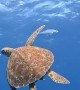 Fish Use Turtle as a Scratching Post