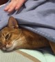 Cat Wrapped Cozily In Bedtime Blanket