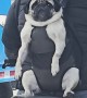 Pug Takes a Ride