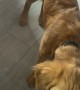 Golden Puppy Gives Reflection Friendly Boops
