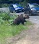 Car Purposely Tries to Hit a Bear