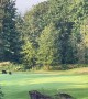 Bear Cub Playing With Golf Course Flag