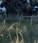 Cows Scatter From Falling Woman