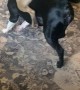Boston Terrier Rides the Other in a Game of Keep Away