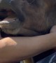 Woman Cuddles Gently Chewing Cow Steer