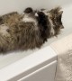 Don't Disturb Loki Sleeping in the Tub