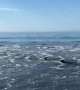 Dog Meets a Seal at the Beach
