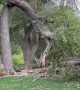 Huge Tree Falls in Utah Backyard