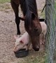 Horse vs Piglet at the Food Bowl