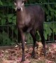 Tufted Deer Makes an Adorable Attempt at Intimidation