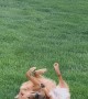 Somersaulting Golden Retriever