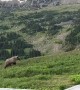 Grizzly Bear And Cubs Encounter In Glacier National Park