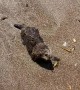 Baby Otter Found on the Central Coast