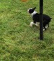Boston Terrier Loves Playing Tetherball