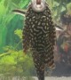 Pleco Fish Mimics Opera Singer
