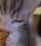 Cute Kitten Eating Chicken Nugget
