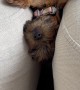 Yorkie Puppy Falls Asleep In Couch Trap