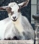 Goats Relax In Front Porch Rocking Chairs