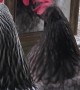 Chicken Admires Herself In Mirror