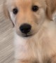 Golden Retriever Puppy Begging for Food Gets Mad