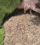 Pig Rests Peacefully Under Artificial Turf