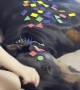 Little Girl Decorates the Doberman