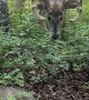 Little Dog Tries to Fend Off Deer
