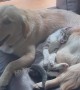 Kitten Resting Peacefully on Patient Golden Retriever’s Belly