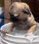 Pug Takes A Hose Bath In A Bucket
