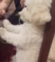 Dog Sits Like a Human While Being Scolded