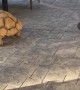 Tortoise On A Rampage