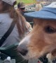 Golden Chomps Down Hot Dog At Baseball Game