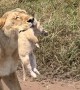 Rare Sighting of Lioness Changing the Cubs Den
