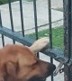 Dog Opens a Gate on His Own