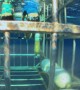 Small Shark Enters Diver Cage