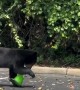 Black Bear Cub on Safety Patrol