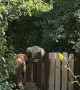 Mr. Meowgi Meets a Bear