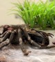 Brazilian Black Tarantula Molting