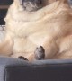 Extra-Large Pug Loaf Dents Couch Cushions